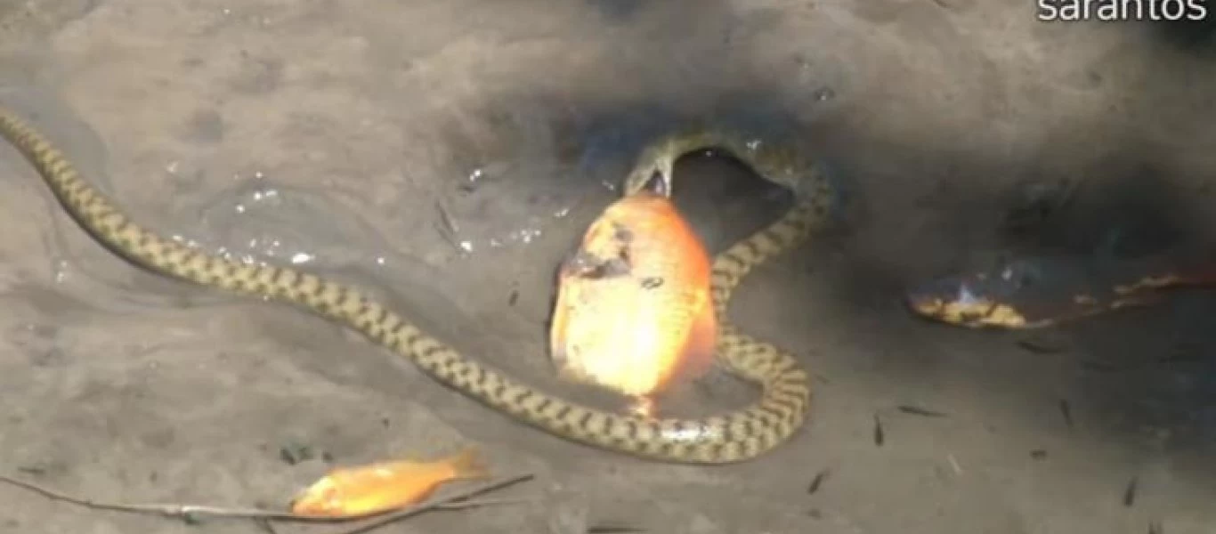 Βίντεο: Ο νόμος της φύσης - Φίδι καταβροχθίζει χρυσόψαρο στο νερό